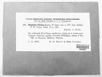 Image Associated With the Occurence